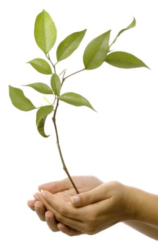 plant_about plant_about